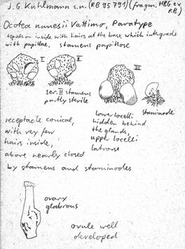 Vorschaubild Ocotea nunesii Vattimo-Gil